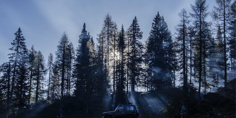 从仙鹤到艺术品:解码丹顶鹤长寿象征背后的科学密码与文化创意